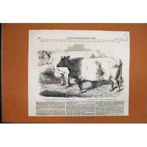    1855 Carlisle Meeting Short Horned Bull Hereford Ox