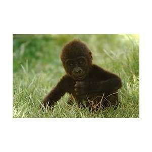  Gorilla Baby Poster