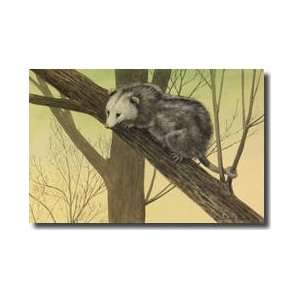 Opossum Clinging To A Tree Branch Giclee Print 
