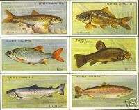 CIGARETTE CARDS. Player.FRESH WATER FISHES.(Set).(1935)  