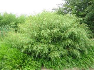 Fargesia rufa 60   80cm Bambus, Gräser, Phyllostachys  