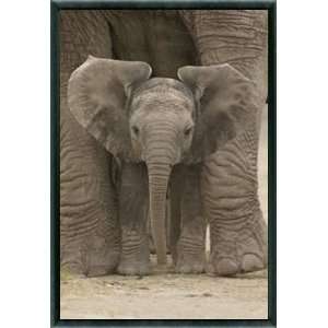   Poster und Kunststoff Rahmen   Grosse Ohren, Baby Elefant (91 x 61cm