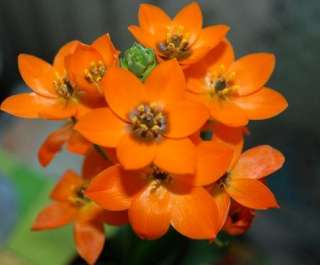   dubium also called sun star is native to south africa and has narrow