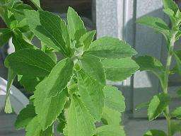 Stevia Rebaudiana Seeds  