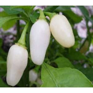 Chilipflanze White Habanero, Chili Pflanze  Garten