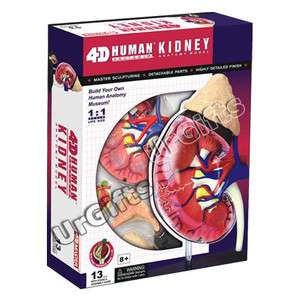 4D Puzzle Human Anatomy 3D Model Renal Corpuscle 11 Kidney NIB  