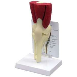   Knee Joint Anatomy/Anatomical Model #1060 Industrial & Scientific