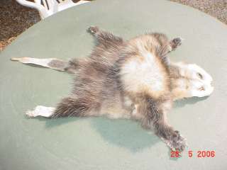 Opossum pelt tanned animal skin taxidermy w/ft tail fur  