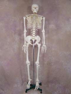 Life Size 1st Qtly Human Bucky Skeleton Educational NEW  