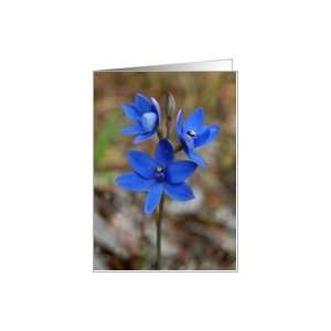  Blank Note Card, Blue Lady Sun Orchid, Thelymitra crinita 