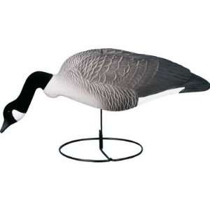   Magnum Full   Form Shell Active Canada Goose Decoys