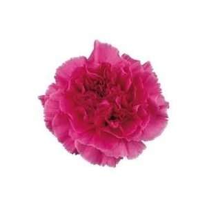  Hot Pink   Standard Carnations   175 stems: Arts, Crafts 