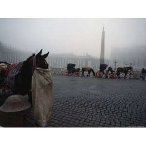  Carriage Horses Munch Bags of Oats in St. Peters Square 