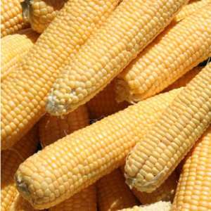 50 Kandy Hybrid Corn Seeds Vegetable  