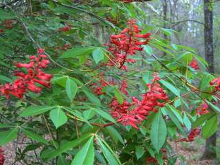 Red Buckeye is a deciduous tree with moderate growth rate. It 