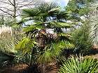 Trachycarpus fortunei (Windmill Palm) 50 seeds  Freshly Harvested Dec 
