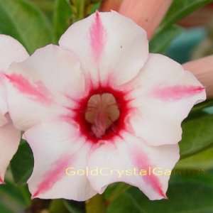   Rare Grafted Adenium Desert Rose Amelie 3 ~ 4 Years House Plant Bonsai