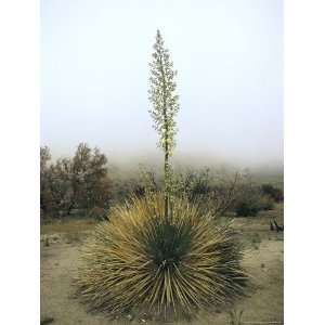  Flowering Yucca Plant, Mojave Desert, Southern California 