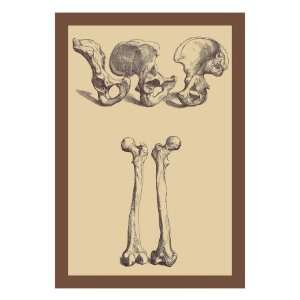  Pelvic Bones by Andreas Vesalius, 24x32