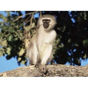Vervet Monkey (Cercopithecus Aethiops), Kruger National Park, South 