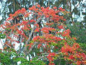 Royal Poinciana Delonix flamboyan tree exotic seed 20 seeds red flower