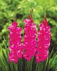 gladiolus flower bulbs  