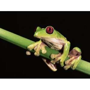  Maroon Eyed Leaf Frog, Esmeraldas, Ecuador Premium 