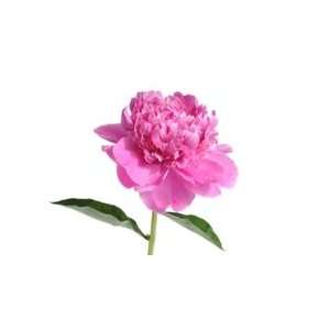  Pink Peony Flower   50 Stems: Arts, Crafts & Sewing