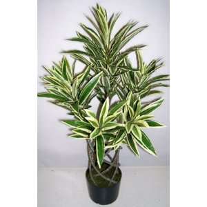   Braided Trunk Artificial Yucca Plant (Variegated)