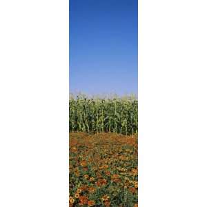  Flowers Growing in Front of a Corn Field, Gilroy 