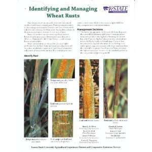  Identifying And Managing Wheat Rusts Fred A. Cholick 