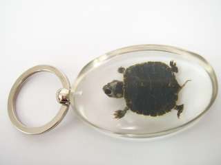 Large Keychain   Turtle: Red eared Slider (Clear)  