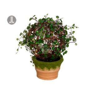  8dx12h Angel Vine Ball in Cement Pot Two Tone Green 