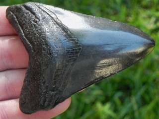 3b MEGALODON Shark Tooth Fossil SUPER SMOOTH FOSSIL MEGALODON SHARKS 