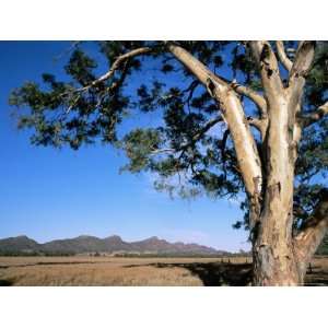  River Gum Tree (Eucalyptus Camaldulensis), Wilpena, Flinders Ranges 
