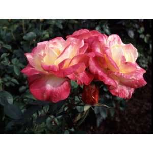  French Perfume Rose Seeds Packet: Patio, Lawn & Garden