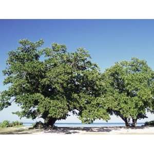 Trees, Anse Union, West Coast, Island of La Digue, Seychelles, Indian 